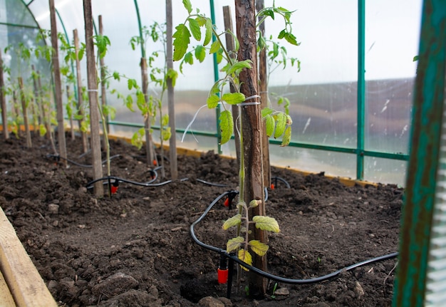 Drip Irrigation Systemss